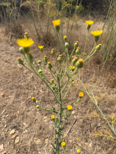 iNaturalist observation photo of Telegraphweed