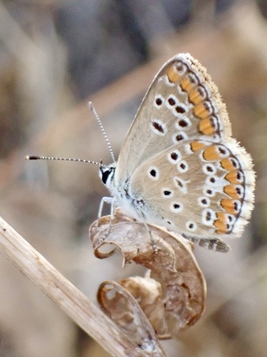 Brown Argus