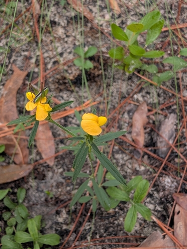 Stylosanthes biflora, photograph 5