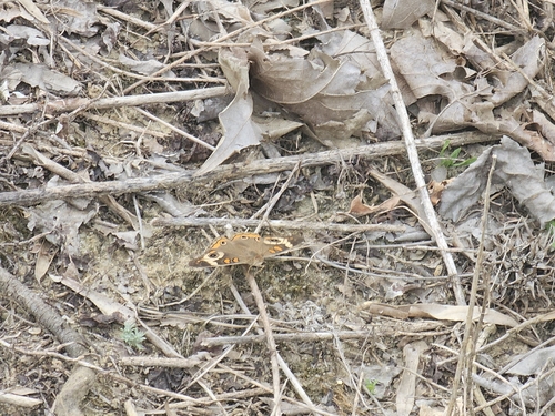 Common Buckeye