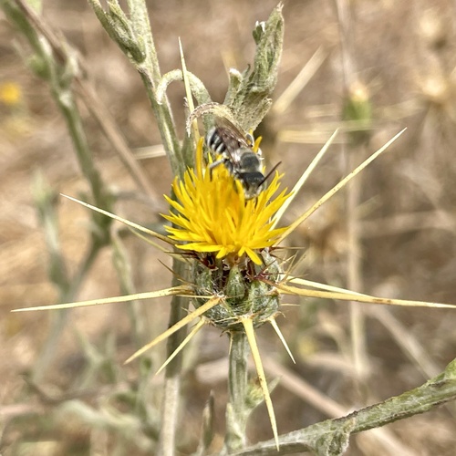 iNaturalist observation photo of Yellow Star-Thistle