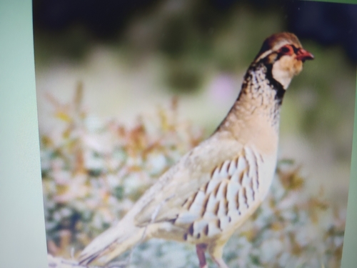 Red-legged Partridge