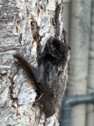 Silver-haired Bat observed by alaynam3456