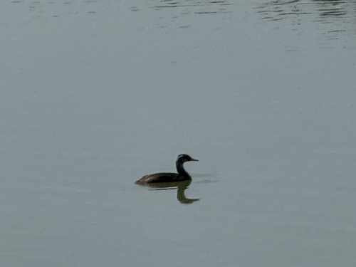 Great Crested Grebe
