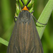 Ctenucha rubriceps - Photo (c) David Geale, some rights reserved (CC BY-NC), uploaded by David Geale
