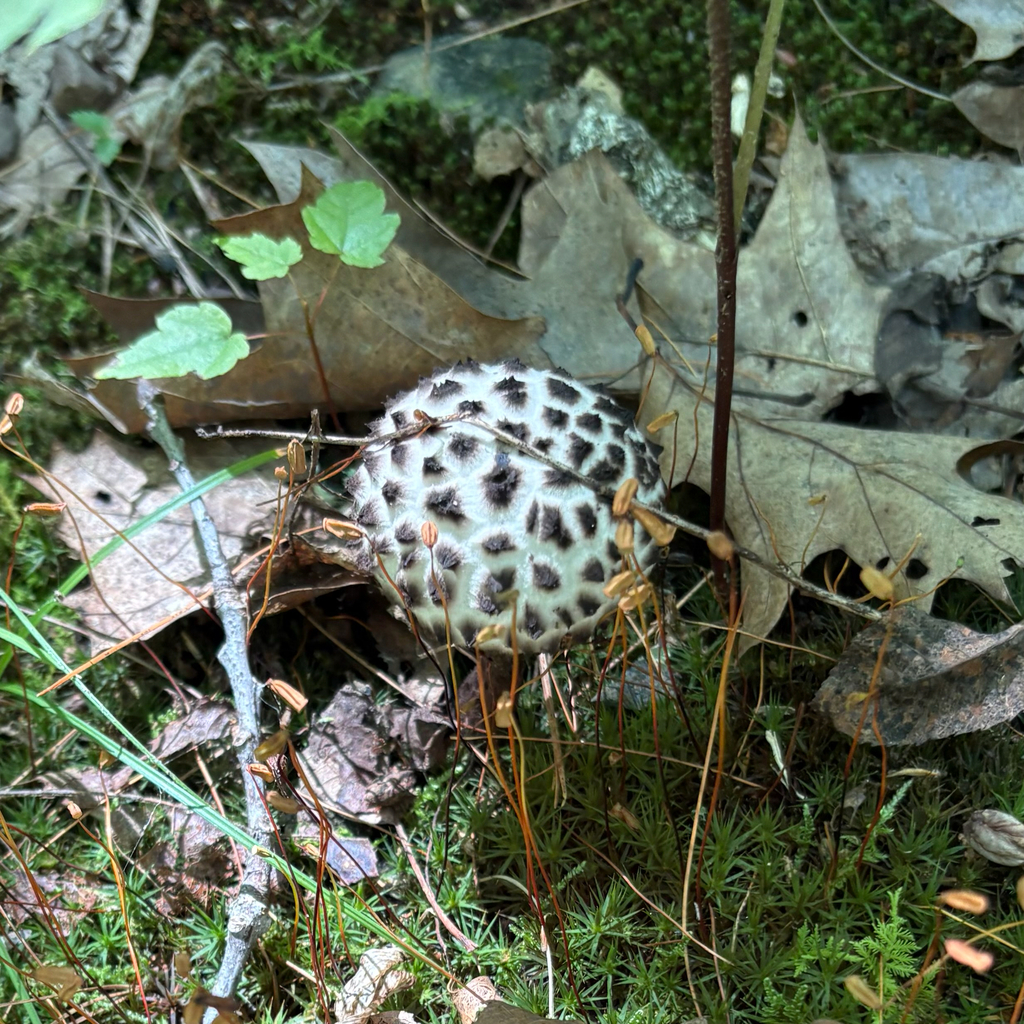 Old-man-of-the-woods · August 2026 · photo: Photo: (c) Timothy Watkins, some rights reserved (CC BY) · iNaturalist