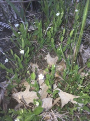 Moehringia lateriflora