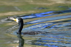 Phalacrocorax carbo