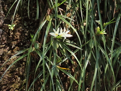 Maxillaria pulchra