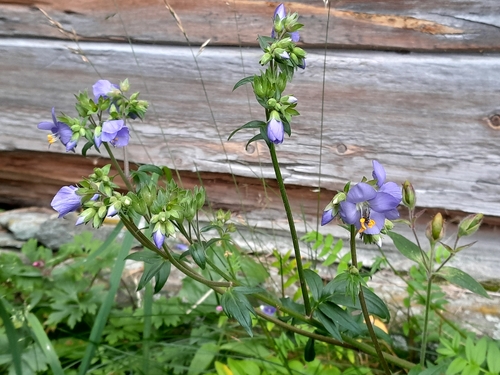 Blue Jacob's Ladder