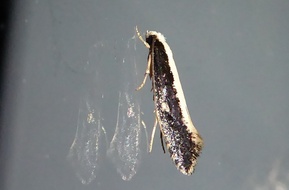 Dead Sheep Moth