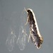 Dead Sheep Moth - Photo (c) Aalbert Rebergen, some rights reserved (CC BY), uploaded by Aalbert Rebergen