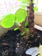 Pilea peperomioides