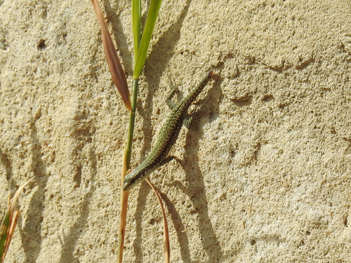 Common Wall Lizard