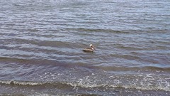 Pelecanus occidentalis