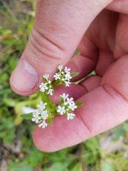 Valerianella chenopodifolia