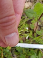 Valerianella chenopodifolia