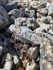 Phacelia barnebyana