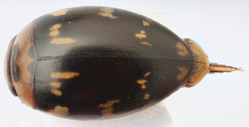 Laccophilus horni