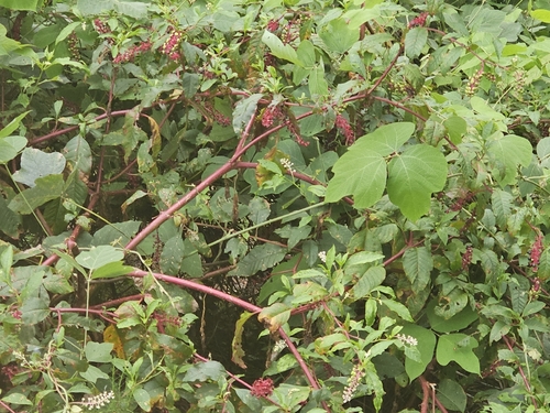 American pokeweed