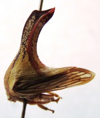 Umbonia crassicornis