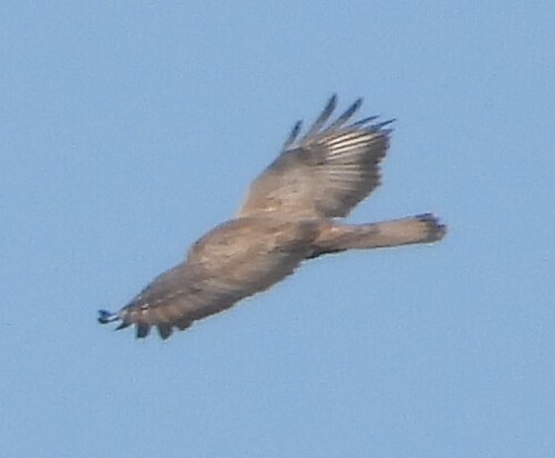 European Honey-buzzard