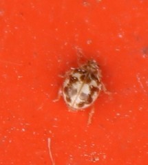 Psyllobora vigintimaculata