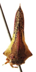 Umbonia crassicornis