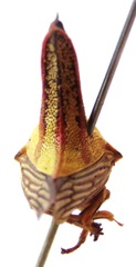 Umbonia crassicornis
