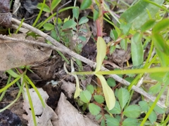 Valerianella chenopodifolia