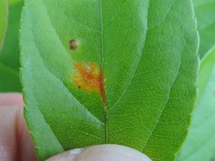 Pucciniaceae