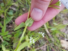Valerianella chenopodifolia