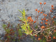 Cistus libanotis