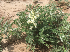 Sophora nuttalliana