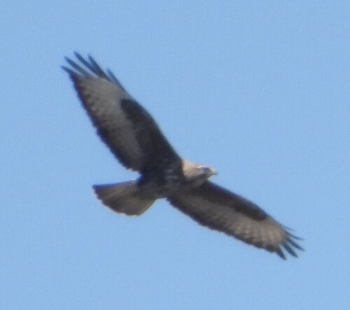 Common Buzzard
