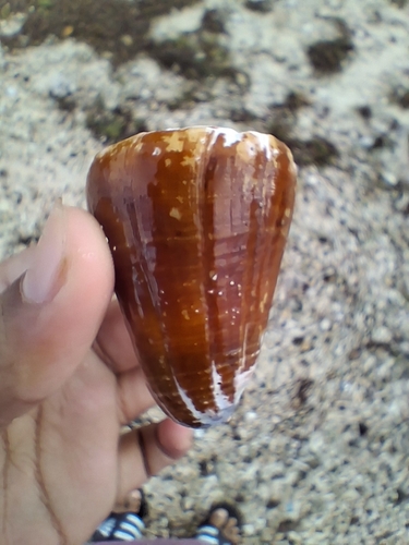 Conus flavidus observed 2026-08-30