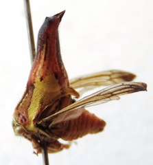Umbonia crassicornis
