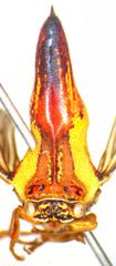 Umbonia crassicornis