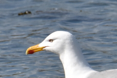 Larus argentatus