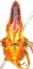 Umbonia crassicornis