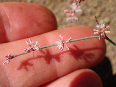Eriogonum cithariforme