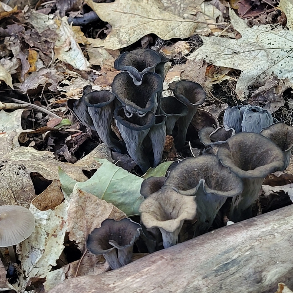 Eastern Black Trumpet · August 2026 · photo: Photo: no rights reserved · iNaturalist