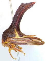 Umbonia crassicornis