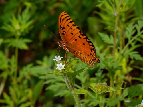 Gulf Fritillary
