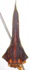 Umbonia crassicornis