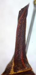Umbonia crassicornis