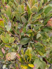 Quercus vacciniifolia
