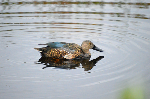iNaturalist image