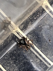 Anasaitis canosa