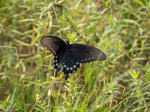 Pipevine Swallowtail